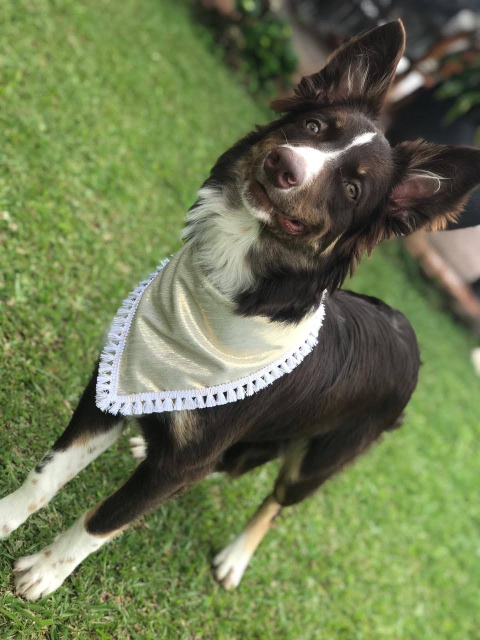 Nala - La CEO