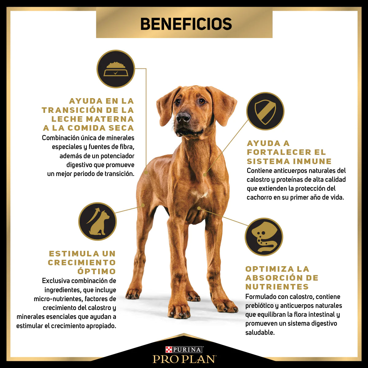 PRO PLAN - Puppy raza grande