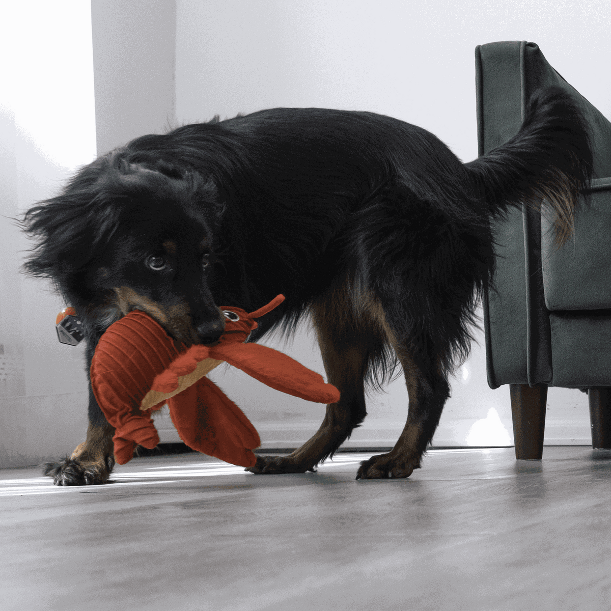 KONG - Peluche cuteseas langosta