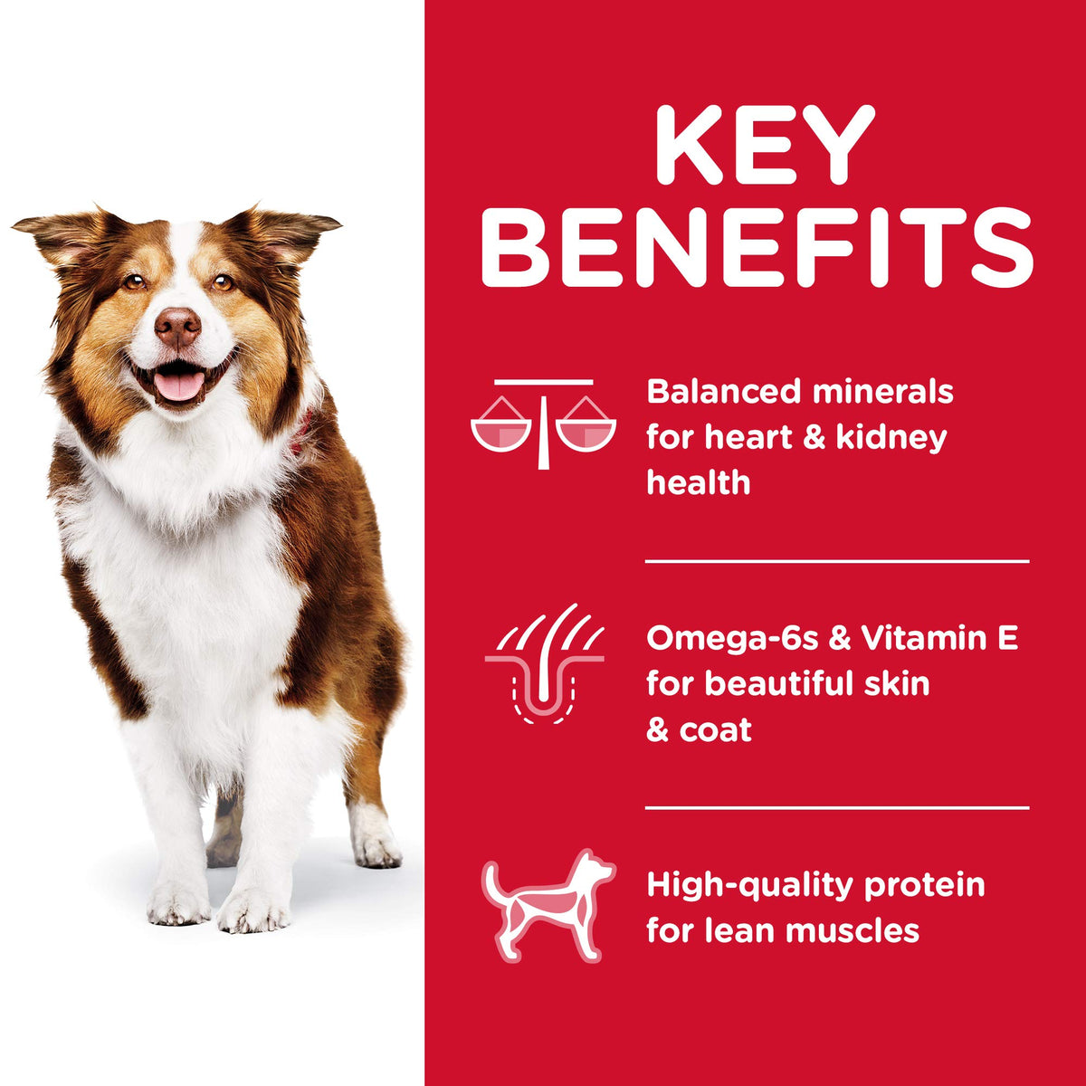 HILLS - Science diet Adulto 7+ OB (Senior longevity)