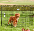 SAVIC - Dog park